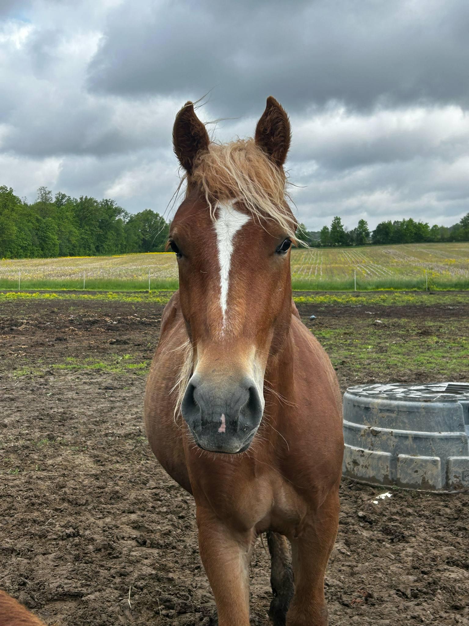 Chowder, a Adoptable Belgian in Decatur, IN image 5/5