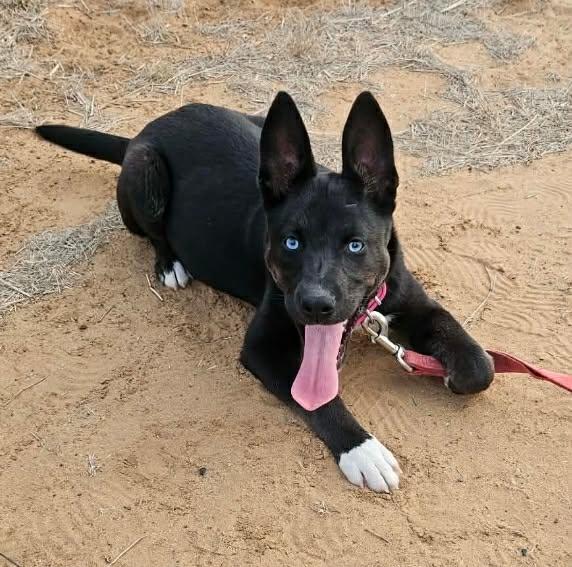 Enlarge Madelyn, a ADOPTABLE mixed breed in Paramus, NJ image 4/6