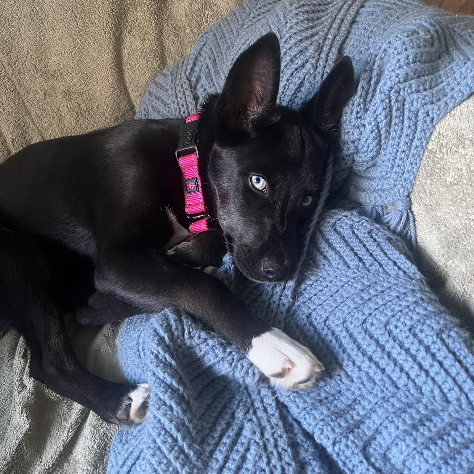 Enlarge Madelyn, a ADOPTABLE mixed breed in Paramus, NJ image 1/6