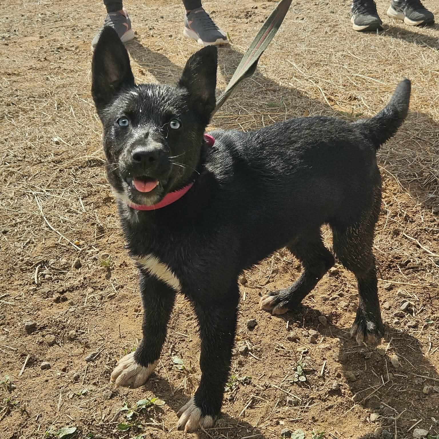Enlarge Madelyn, a ADOPTABLE mixed breed in Paramus, NJ image 6/6