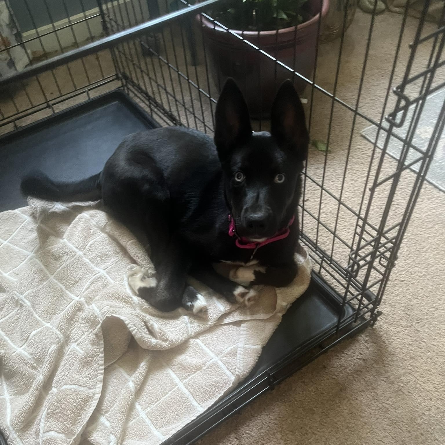 Enlarge Madelyn, a ADOPTABLE mixed breed in Paramus, NJ image 3/6