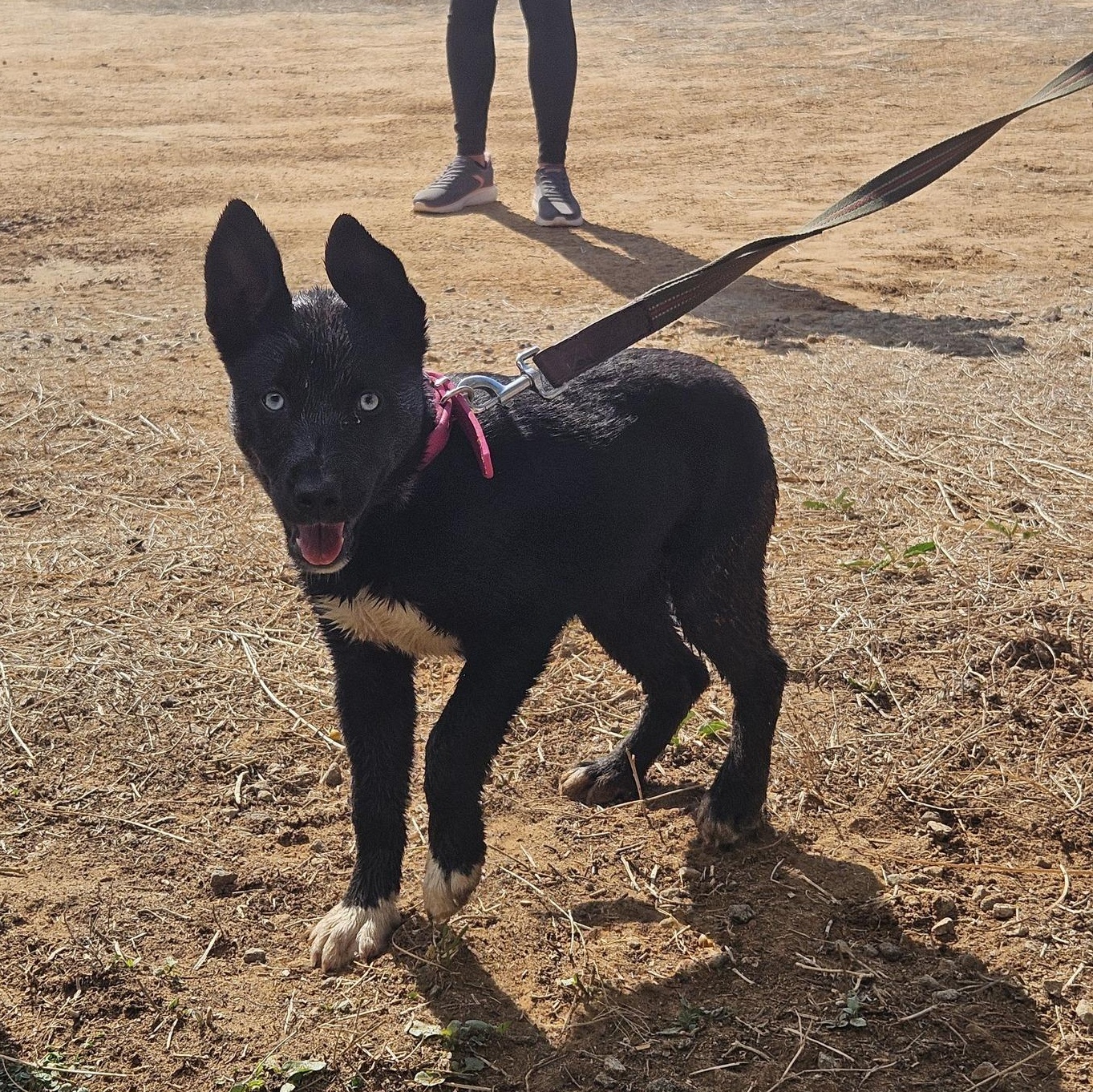 Enlarge Madelyn, a ADOPTABLE mixed breed in Paramus, NJ image 2/6