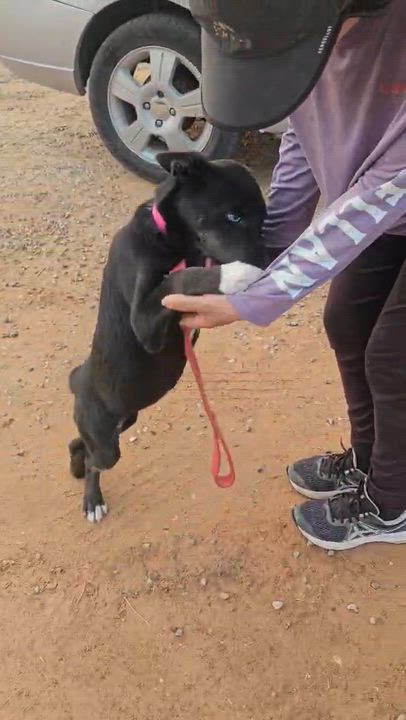 Enlarge Madelyn, a ADOPTABLE mixed breed in Paramus, NJ video 5/6