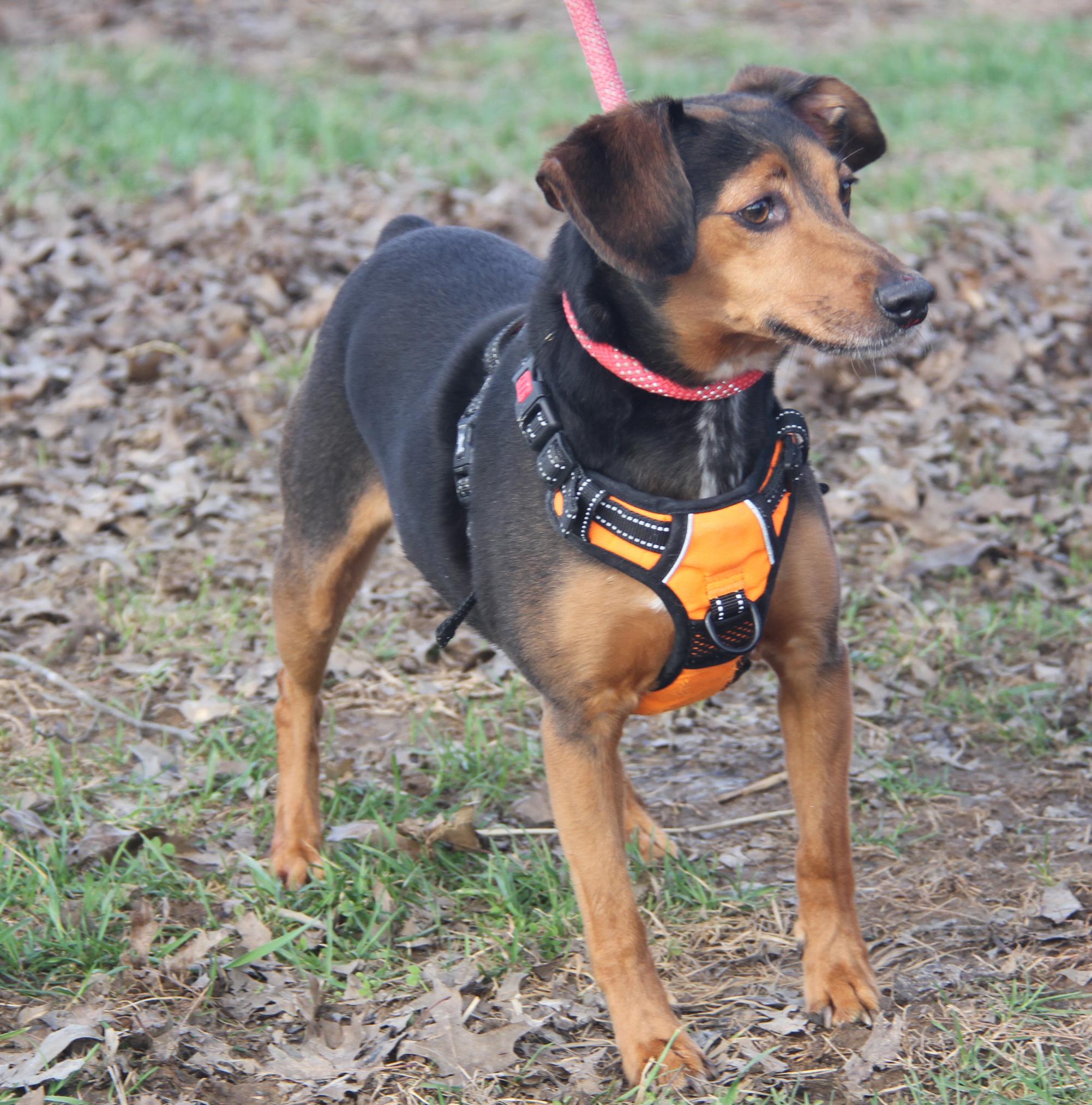 Brownie aka Bubba (Neutered) (Photos 3/6/2026), Adoptable, Adult Male Miniature Pinscher & Beagle.