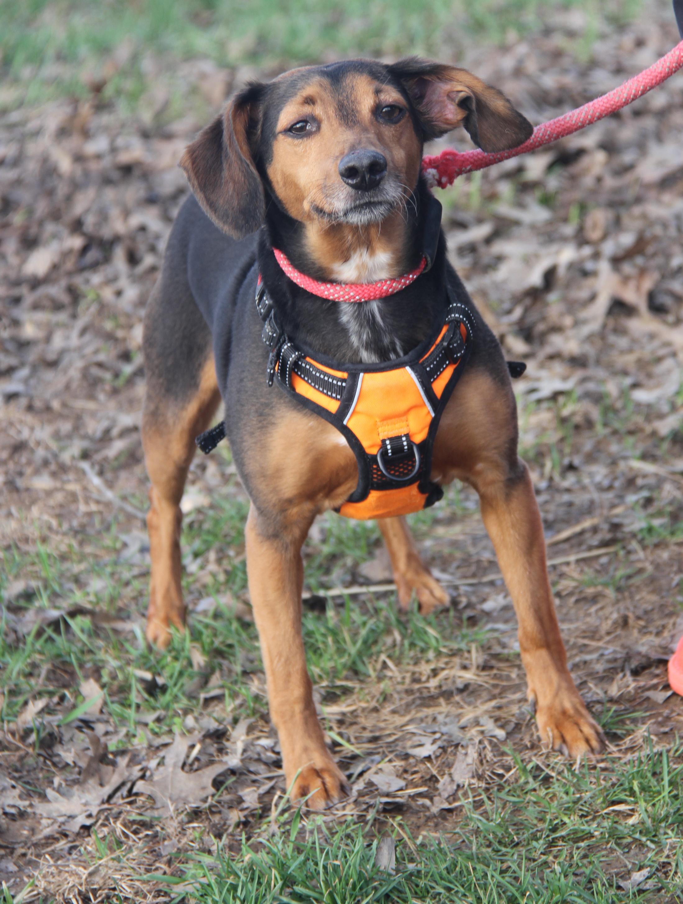 Enlarge Brownie aka Bubba (Neutered) (Photos 3/6/2026), a Adoptable mixed breed in Marietta, OH image 2/6