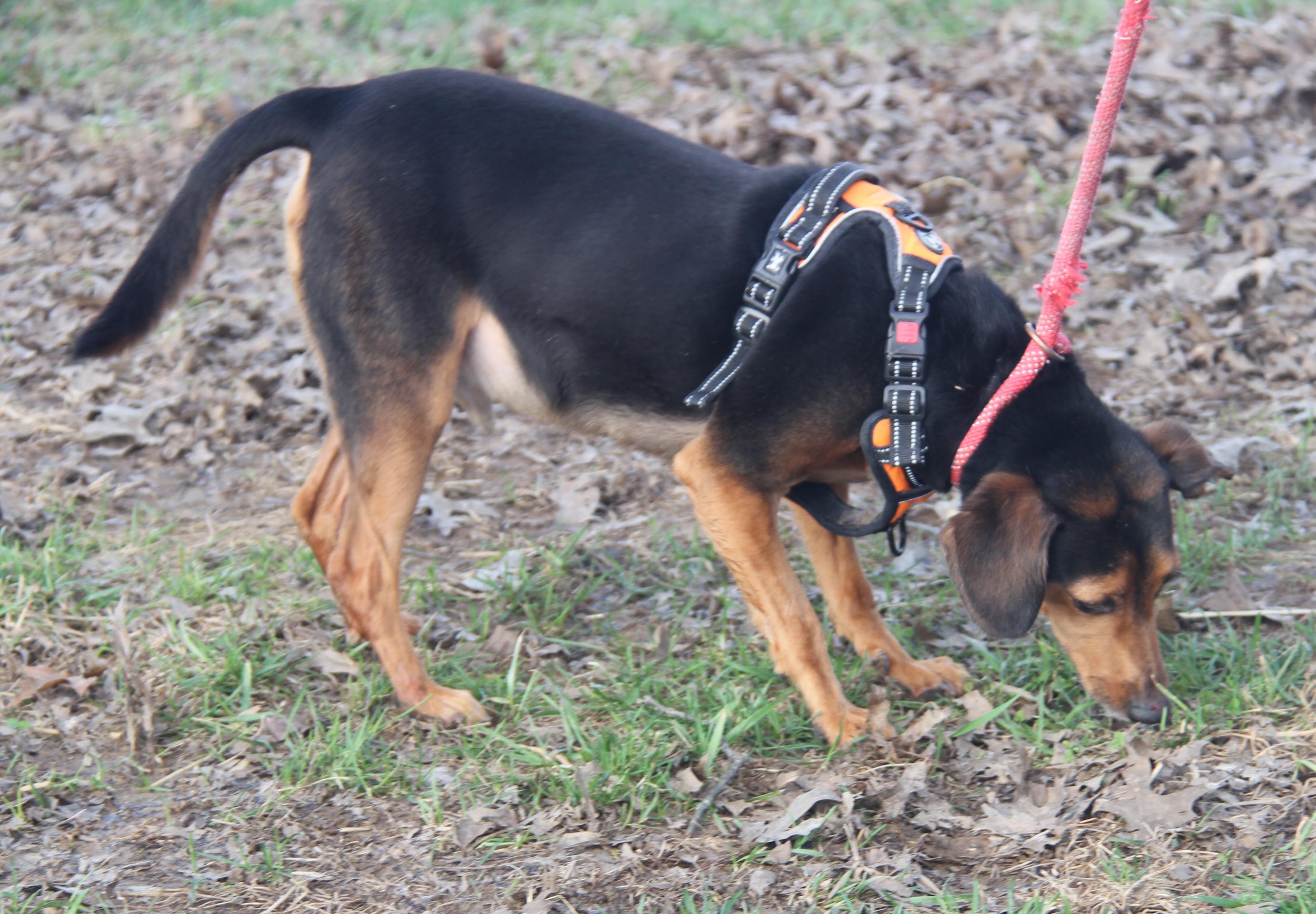 Enlarge Brownie aka Bubba (Neutered) (Photos 3/6/2026), a Adoptable mixed breed in Marietta, OH image 6/6