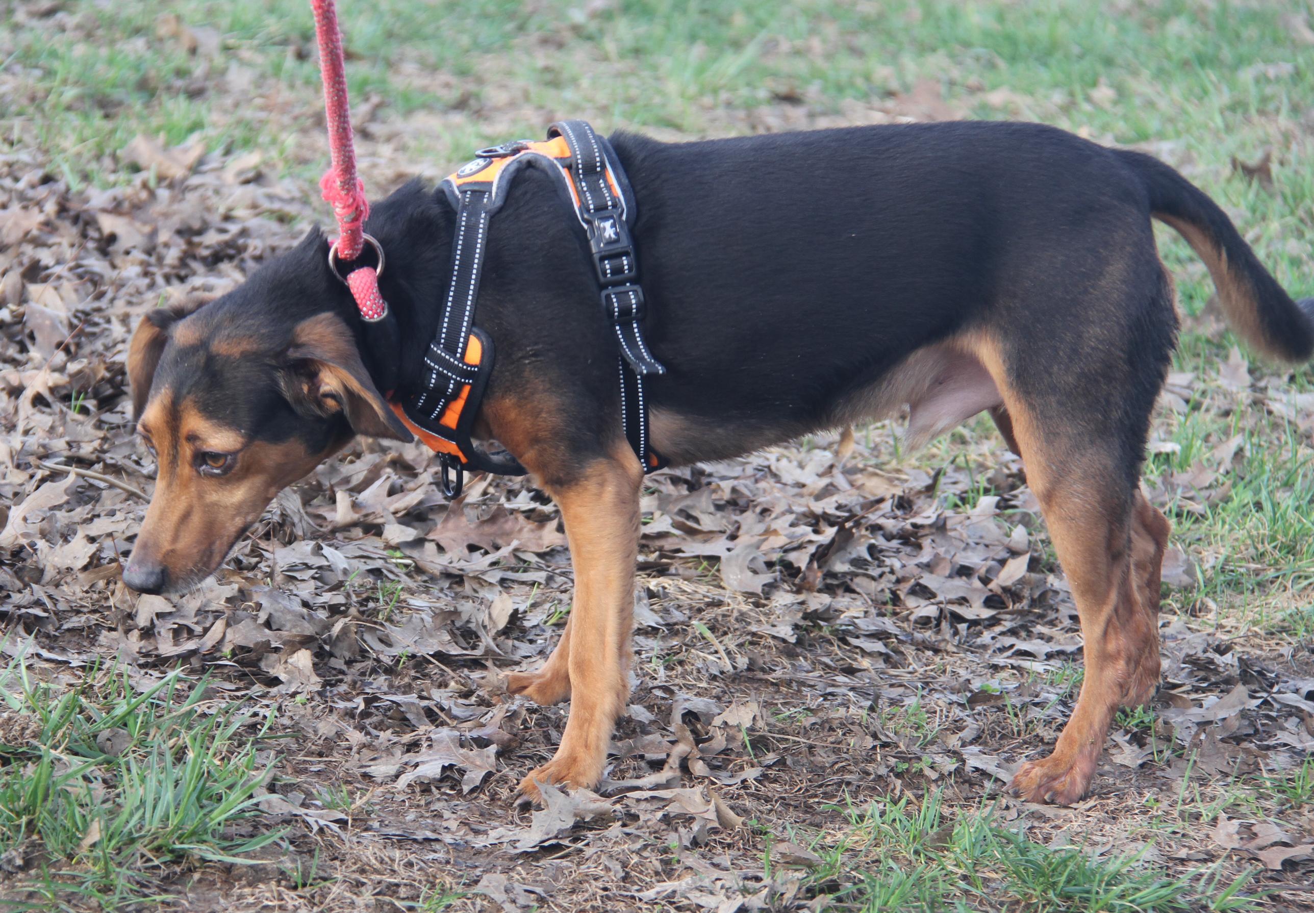 Enlarge Brownie aka Bubba (Neutered) (Photos 3/6/2026), a Adoptable mixed breed in Marietta, OH image 3/6