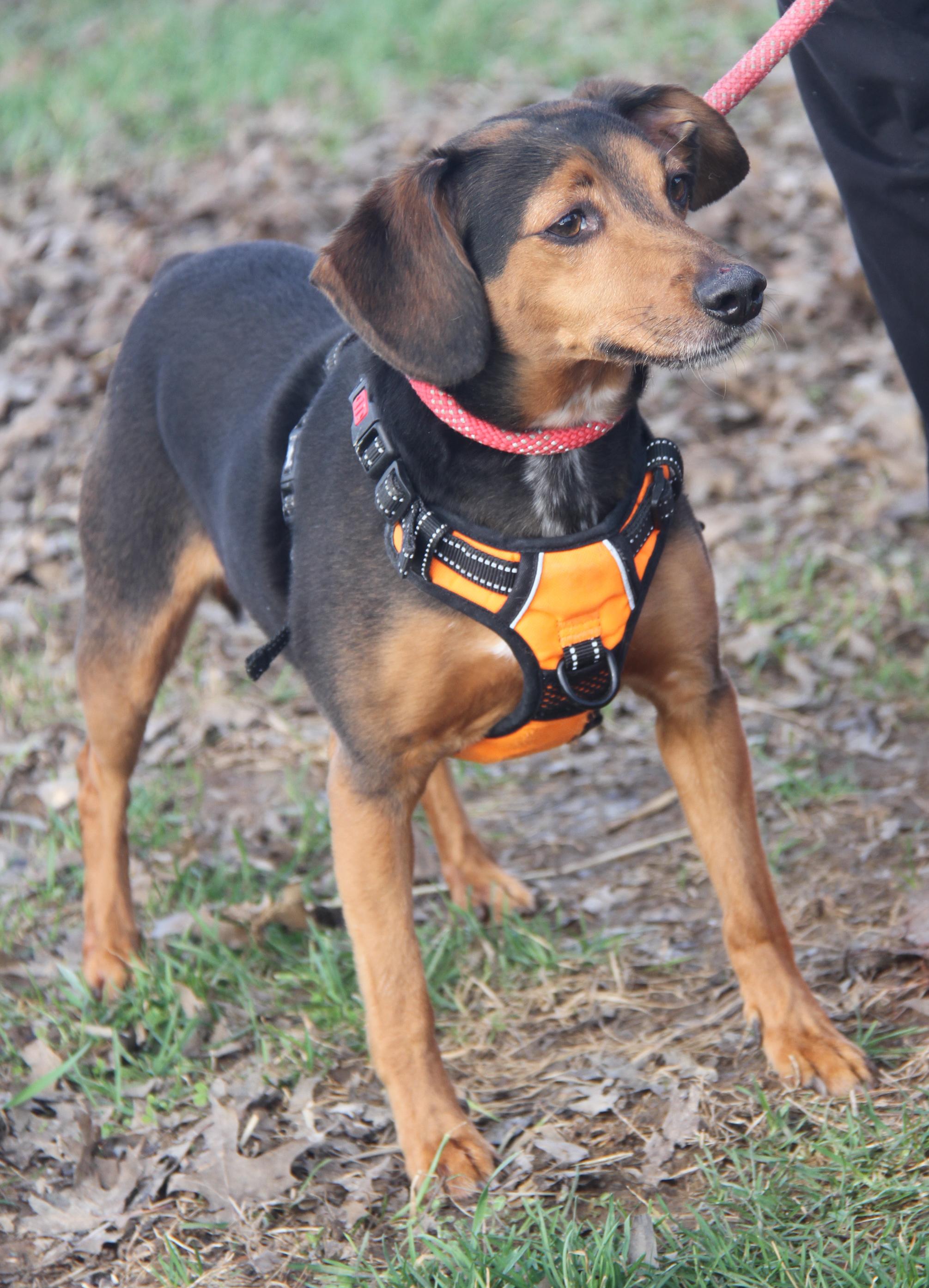 Enlarge Brownie aka Bubba (Neutered) (Photos 3/6/2026), a Adoptable mixed breed in Marietta, OH image 5/6