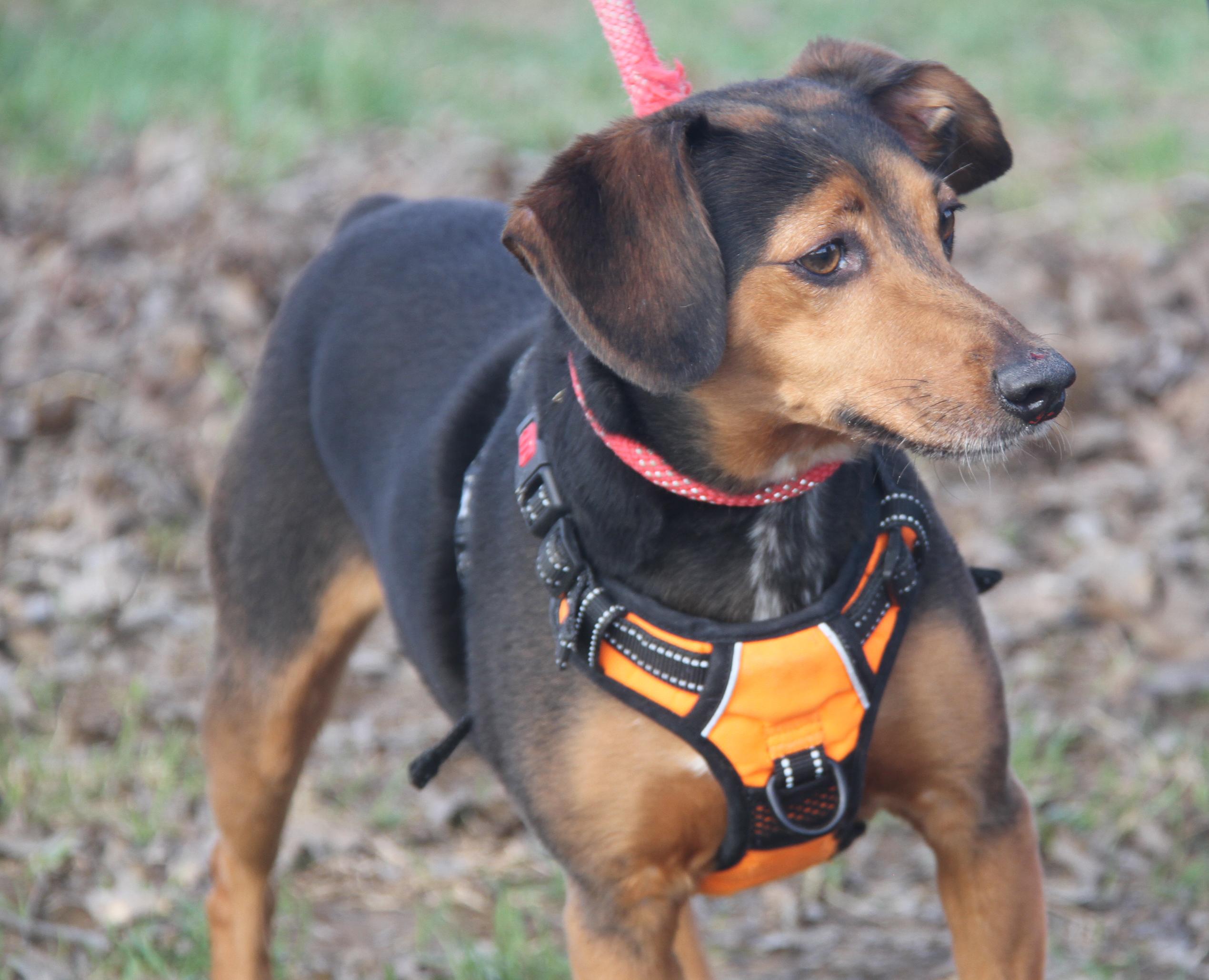 Enlarge Brownie aka Bubba (Neutered) (Photos 3/6/2026), a Adoptable mixed breed in Marietta, OH image 4/6