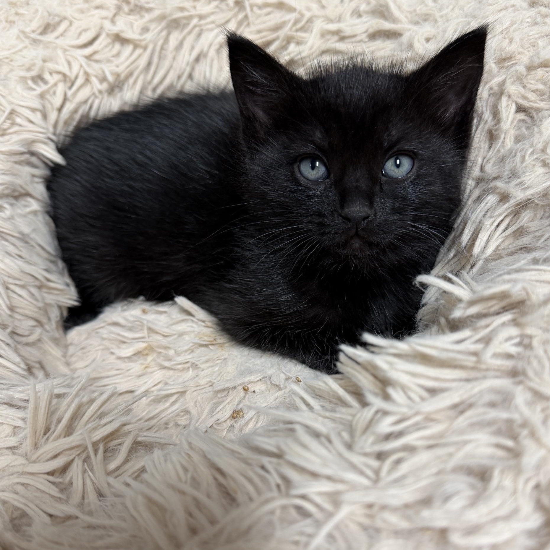 Enlarge Grackle, an adopted Domestic Short Hair in Portland, OR image 3/6