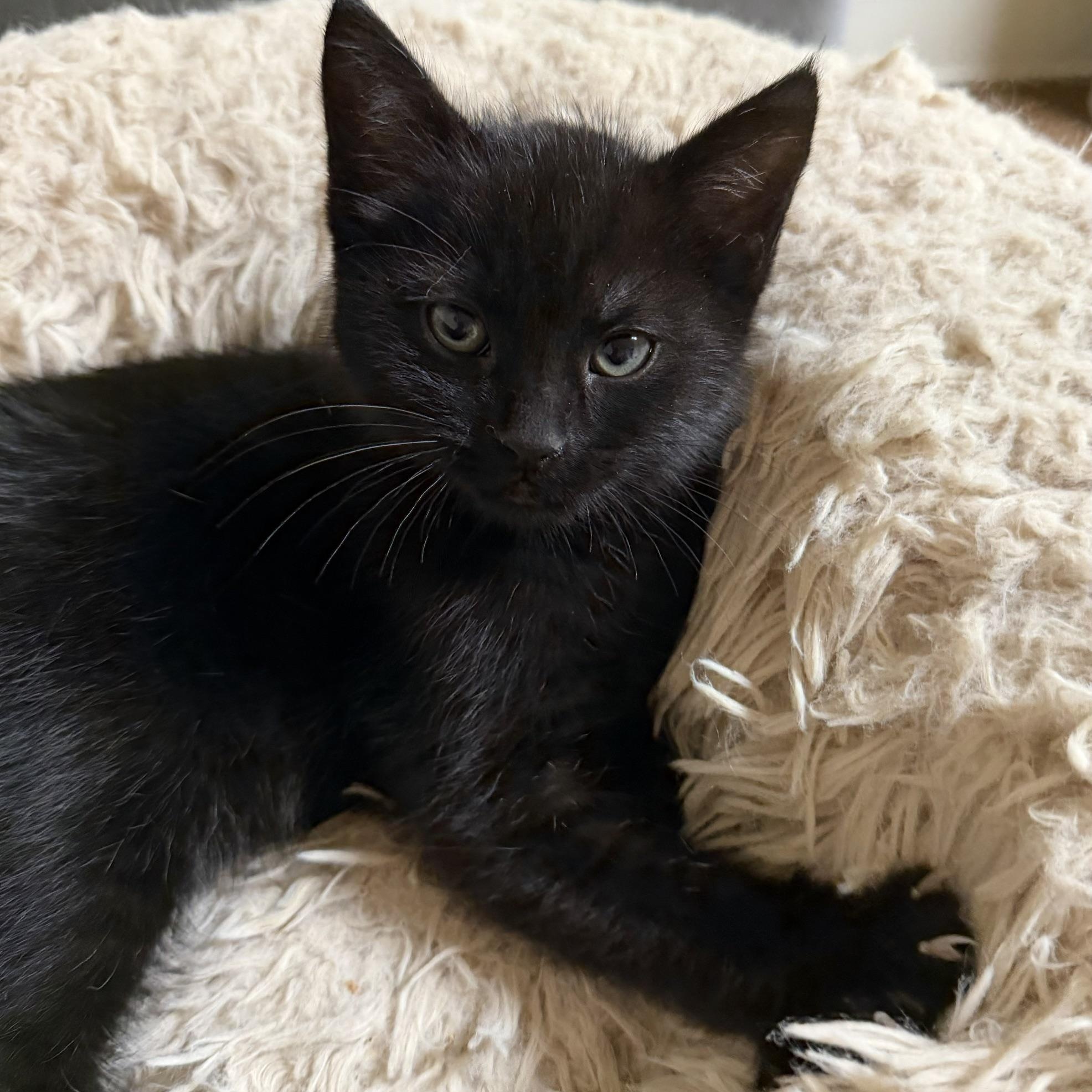 Enlarge Grackle, an adopted Domestic Short Hair in Portland, OR image 2/6