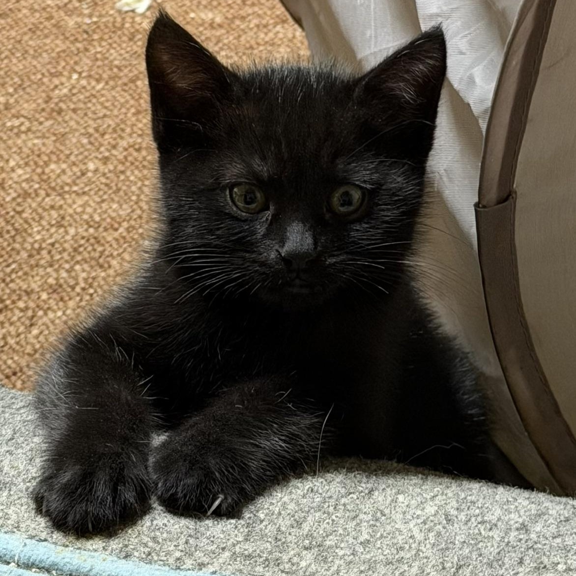 Enlarge Grackle, an adopted Domestic Short Hair in Portland, OR image 5/6