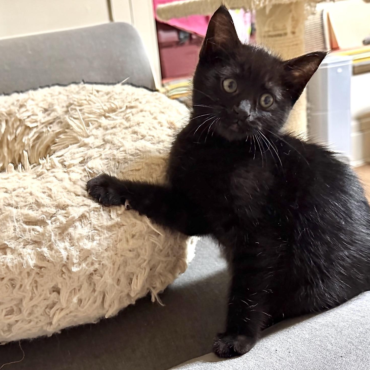 Enlarge Grackle, an adopted Domestic Short Hair in Portland, OR image 6/6