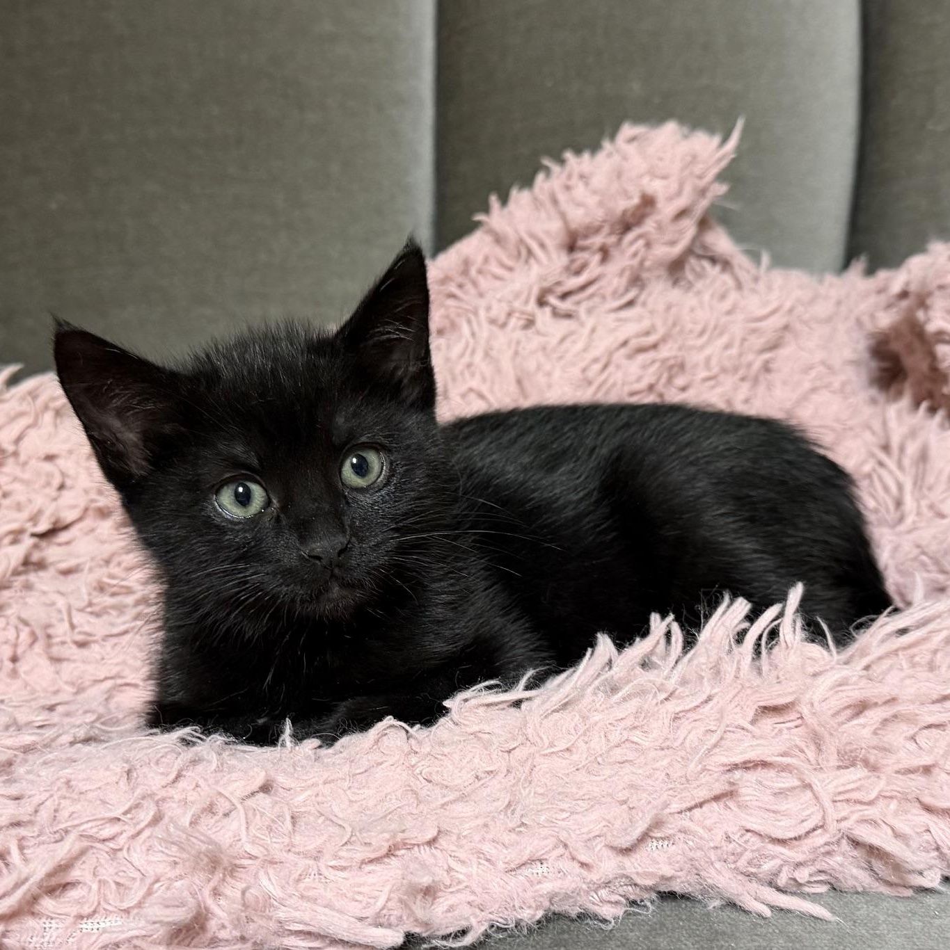 Enlarge Grackle, an adopted Domestic Short Hair in Portland, OR image 1/6