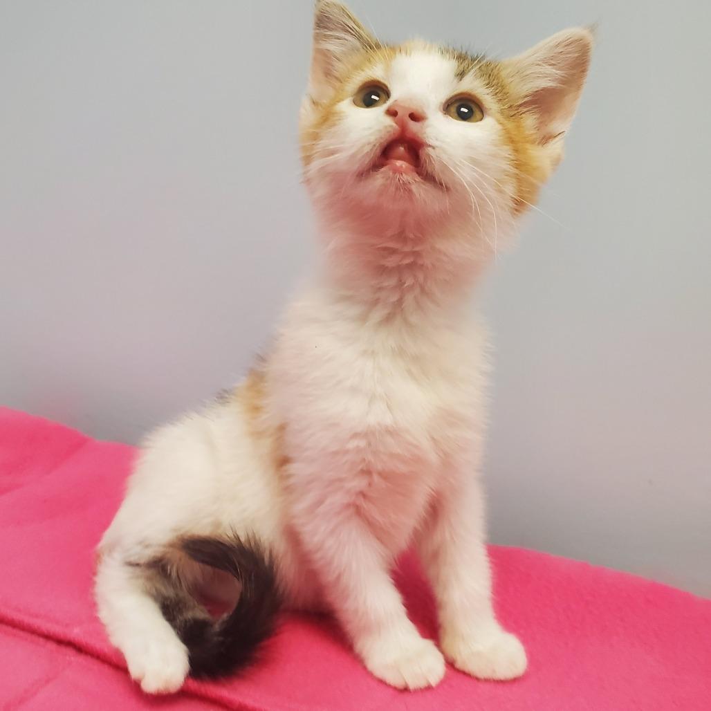 Zaria, Adoptable, Kitten Female Domestic Short Hair.