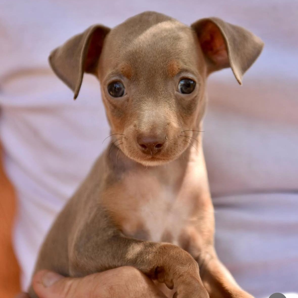 Tuppy, adopted, Puppy Male Chihuahua.