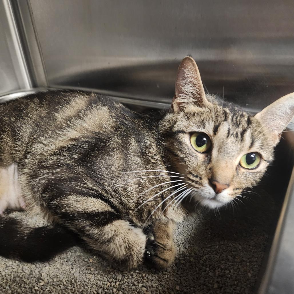 Enlarge Nancy(Momma), a Adoptable Domestic Short Hair in Evensville, TN image 1/6
