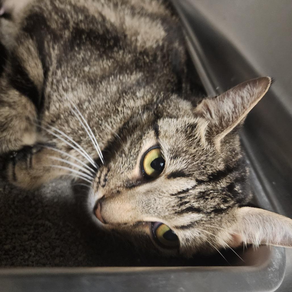 Enlarge Nancy(Momma), a Adoptable Domestic Short Hair in Evensville, TN image 2/6