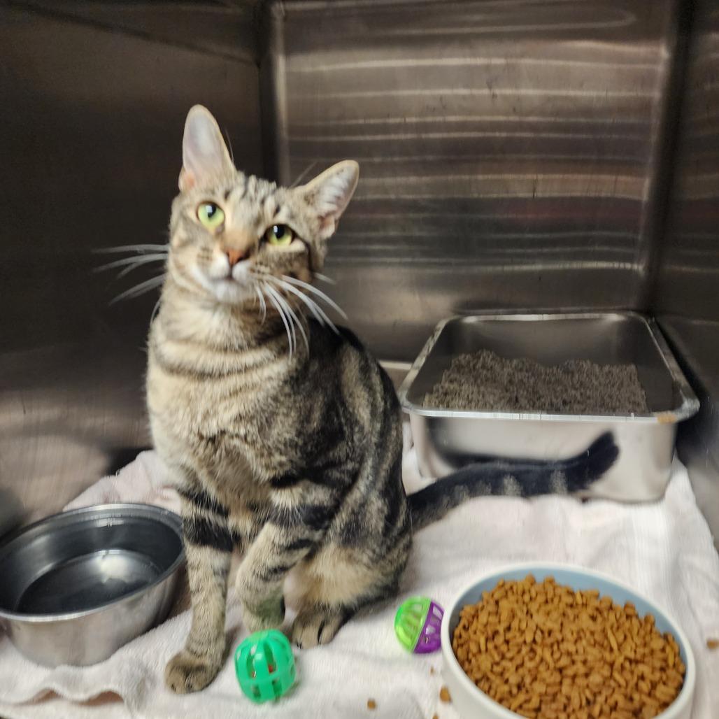 Enlarge Nancy(Momma), a Adoptable Domestic Short Hair in Evensville, TN image 3/6