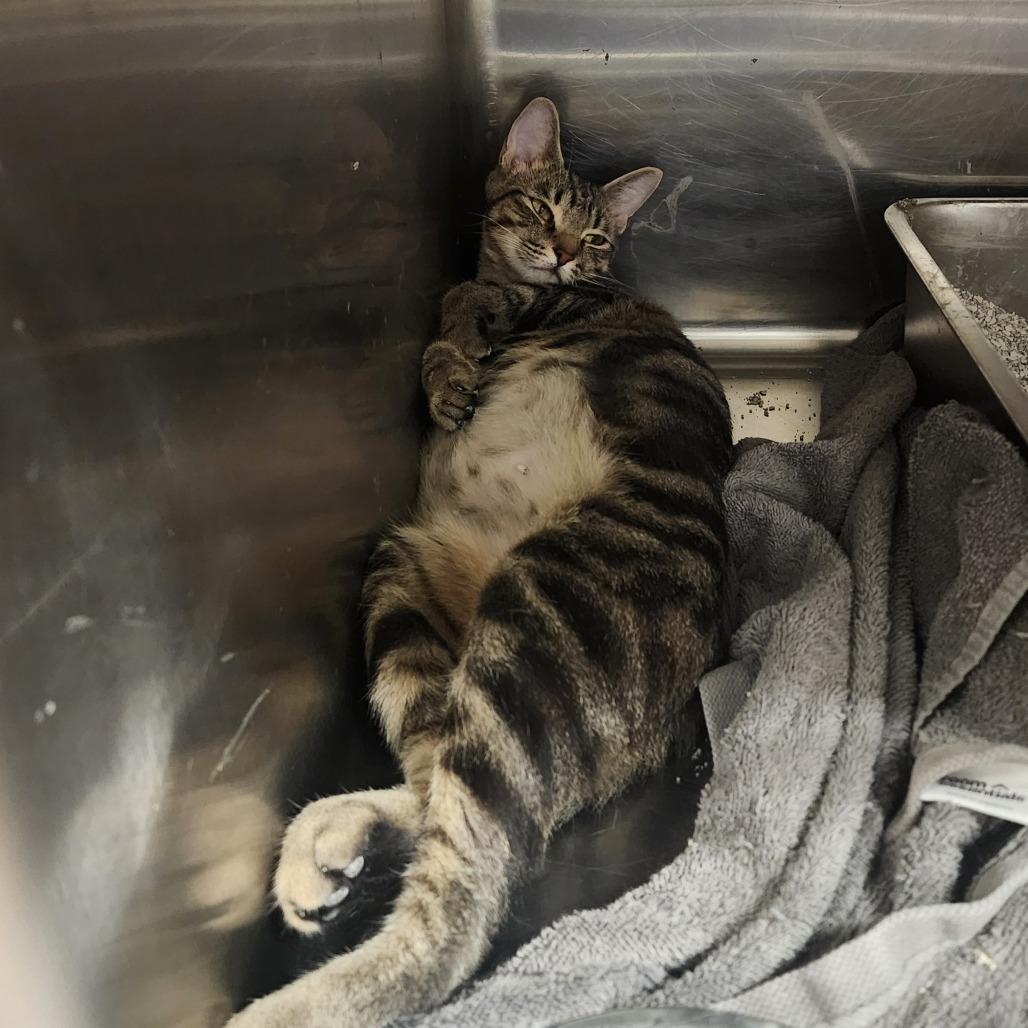 Enlarge Nancy(Momma), a Adoptable Domestic Short Hair in Evensville, TN image 4/6