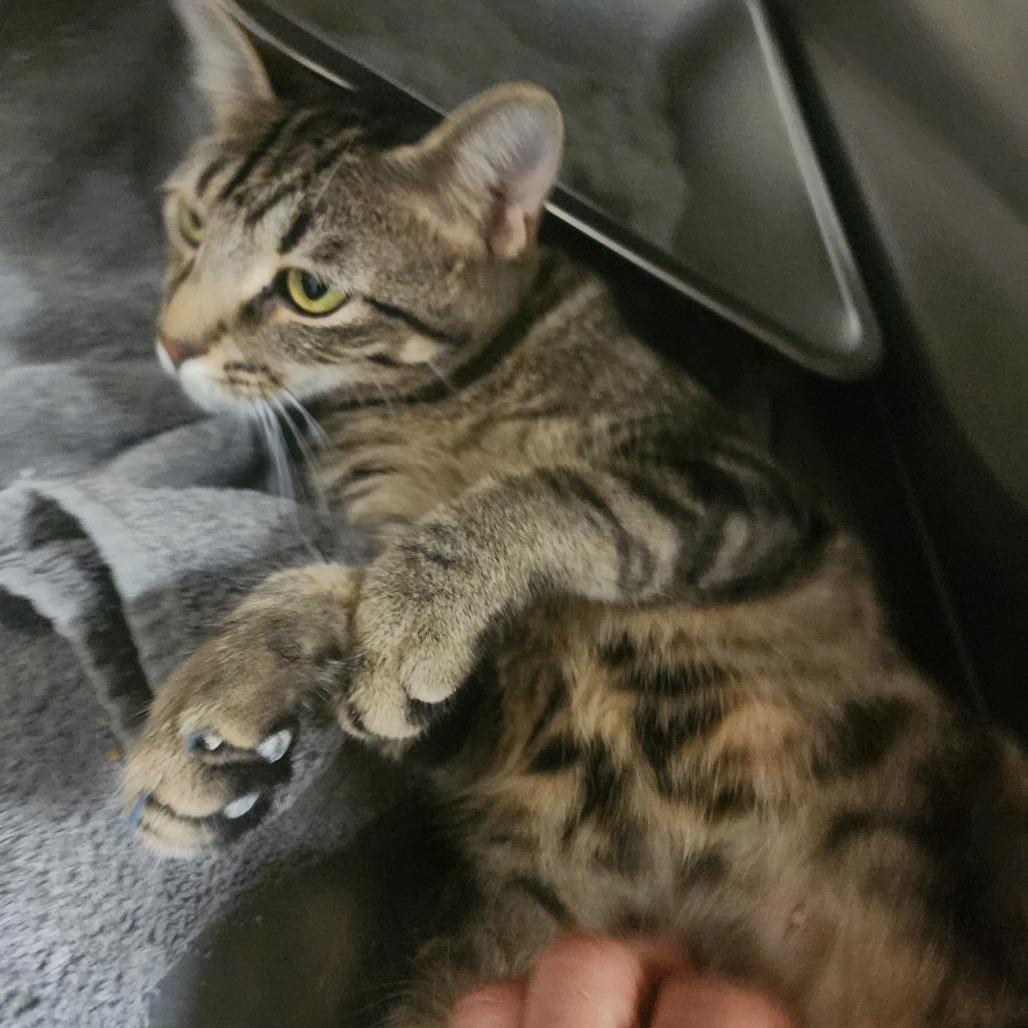 Enlarge Nancy(Momma), a Adoptable Domestic Short Hair in Evensville, TN image 5/6
