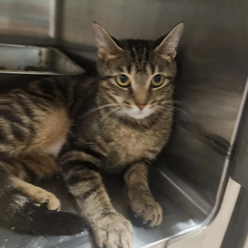 Enlarge Nancy(Momma), a Adoptable Domestic Short Hair in Evensville, TN image 6/6