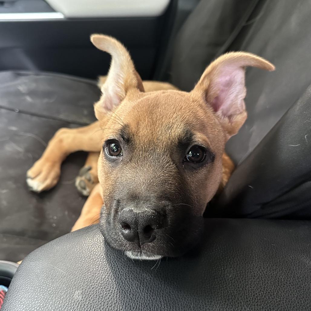 Tater, Adoptable, Adult Male German Shepherd Dog & Mixed Breed.