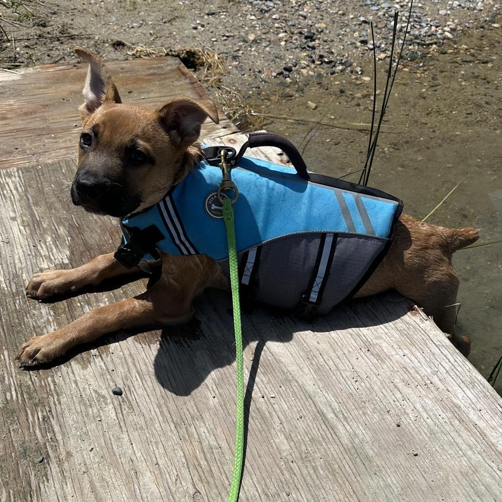 Enlarge Tater, a Adoptable mixed breed in Detroit Lakes, MN image 2/6