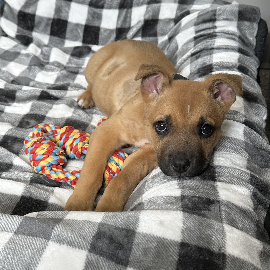 Enlarge Tater, a Adoptable mixed breed in Detroit Lakes, MN image 3/6