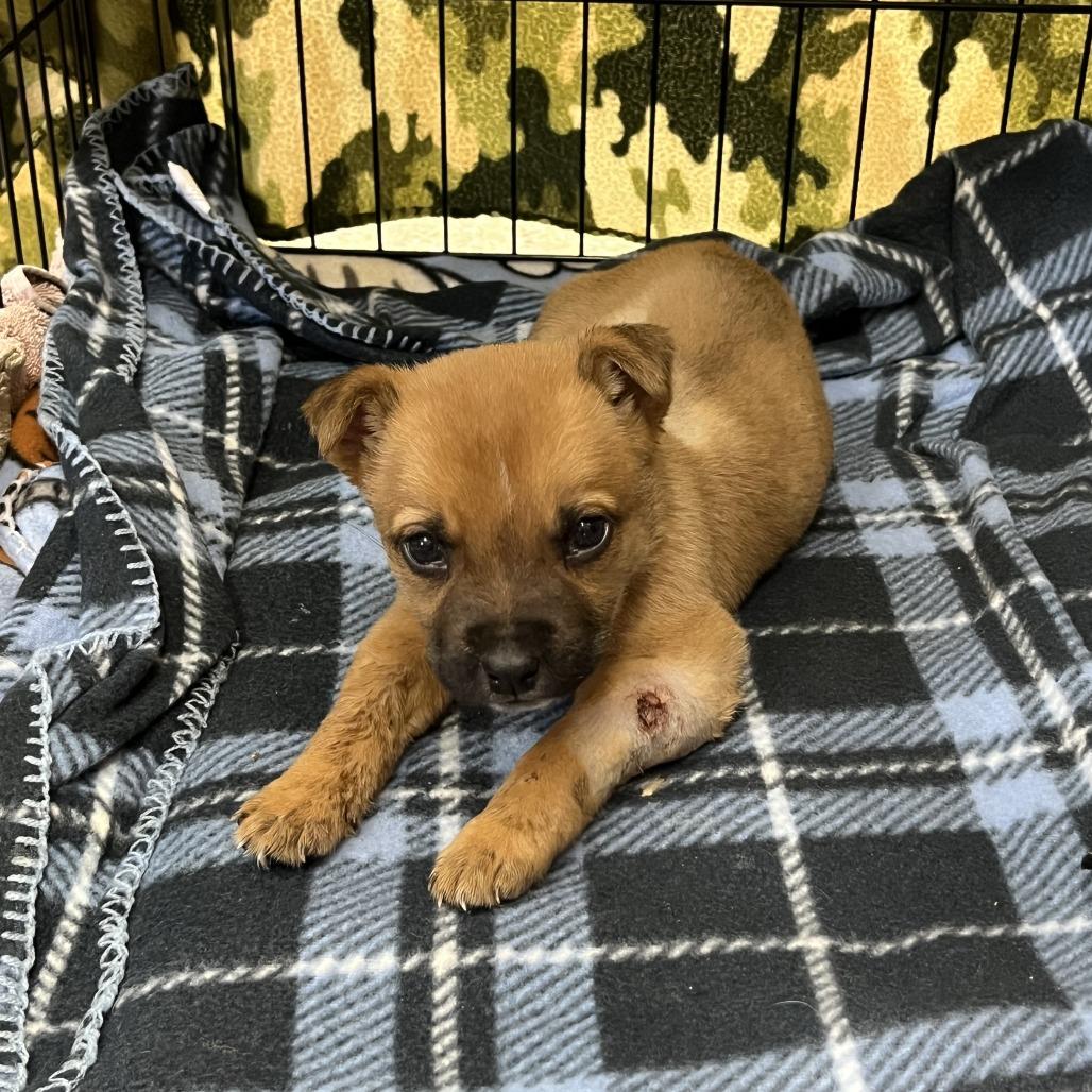 Enlarge Tater, a Adoptable mixed breed in Detroit Lakes, MN image 4/6