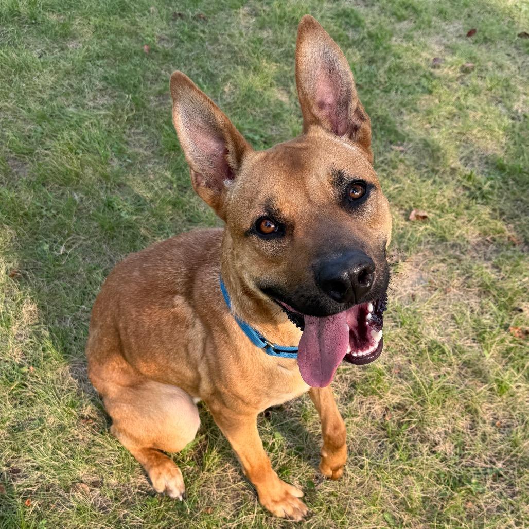 Enlarge Tater, a Adoptable mixed breed in Detroit Lakes, MN image 5/6