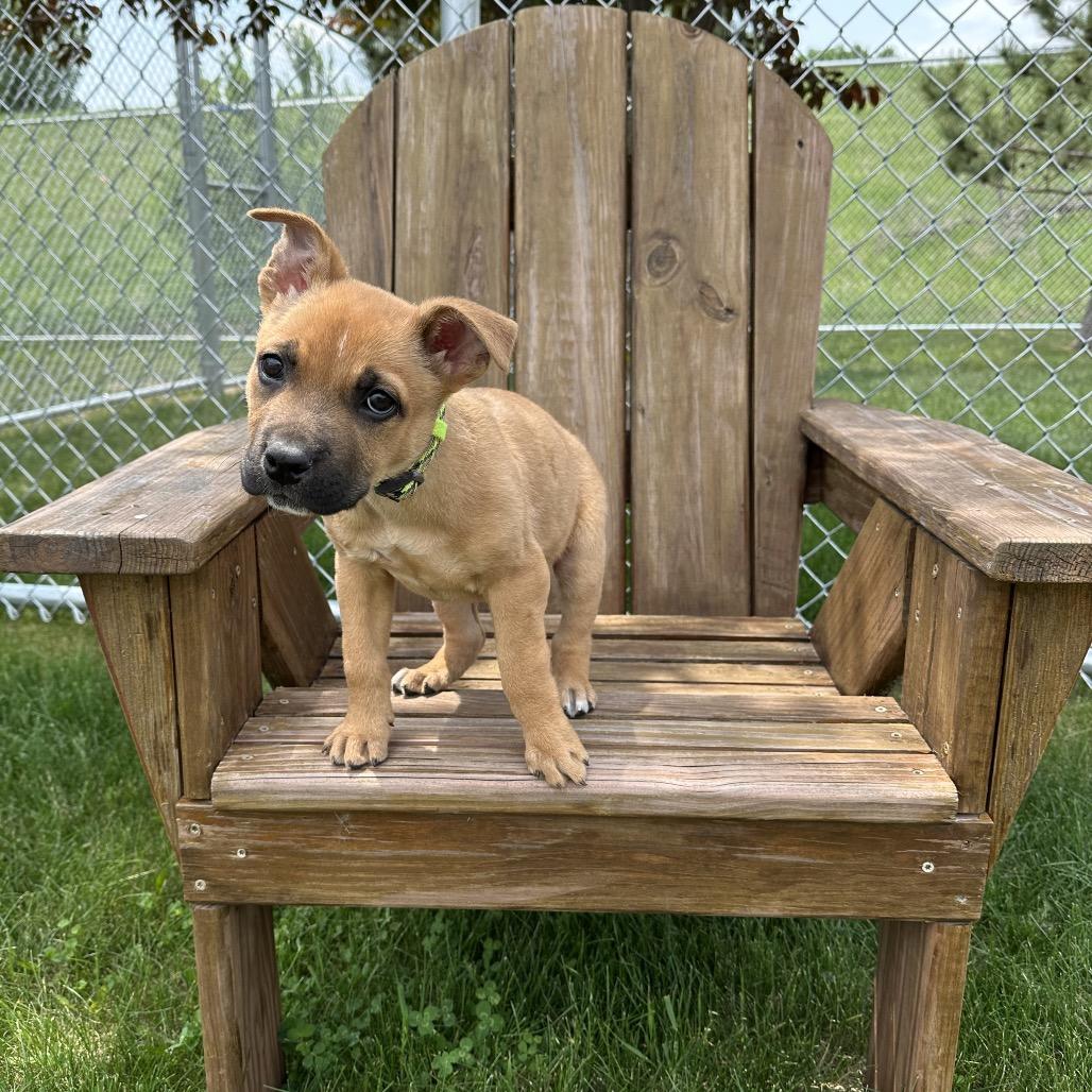 Enlarge Tater, a Adoptable mixed breed in Detroit Lakes, MN image 6/6