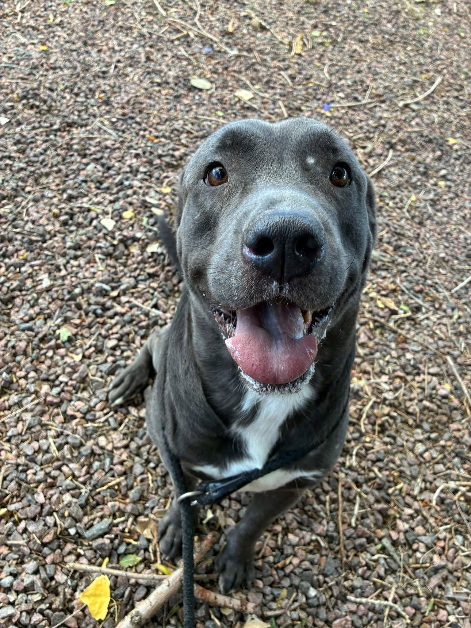 Riot, Adoptable, Adult Male Mixed Breed.