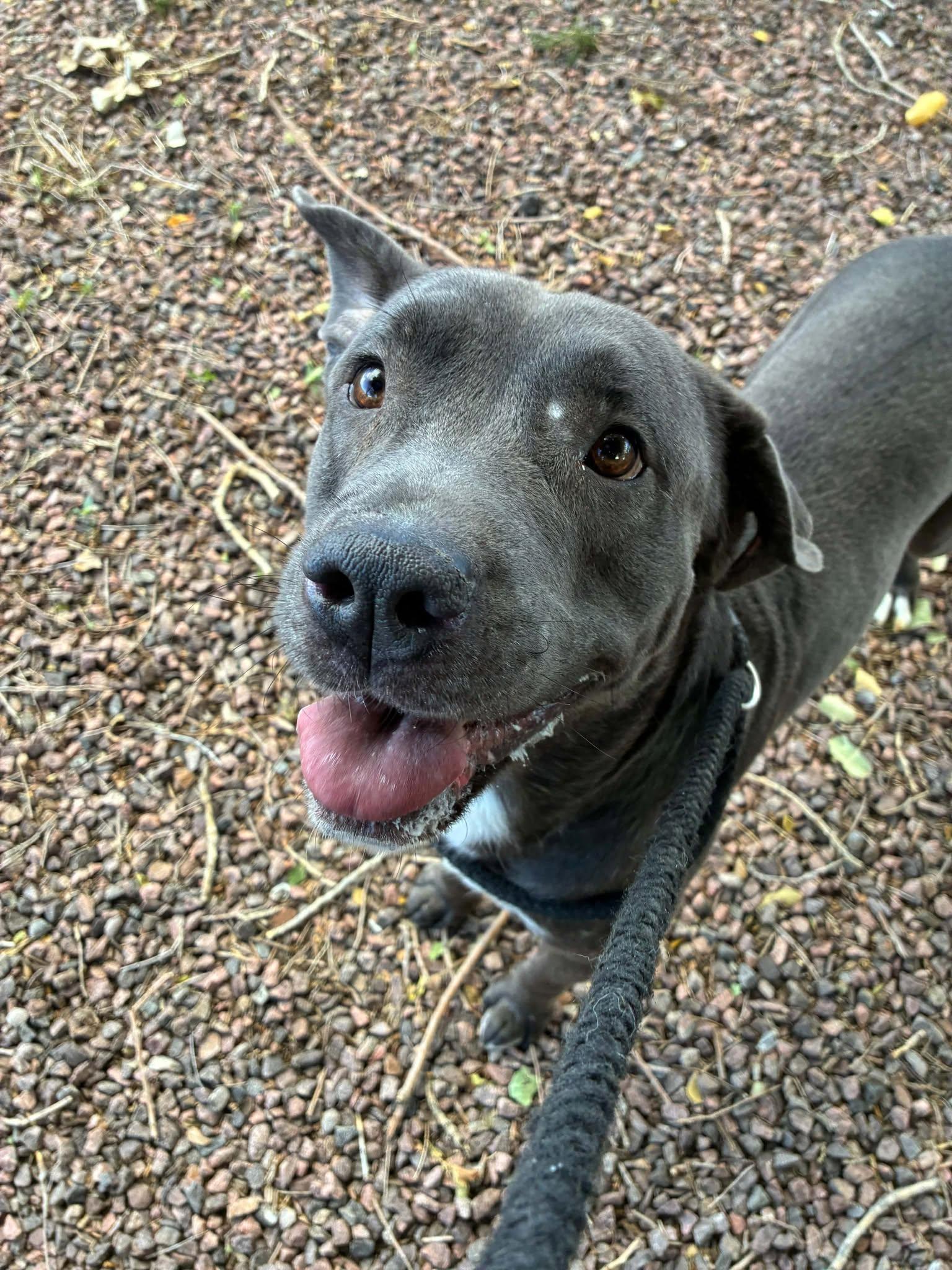 Enlarge Riot, a Adoptable Mixed Breed in Canon City, CO image 2/2