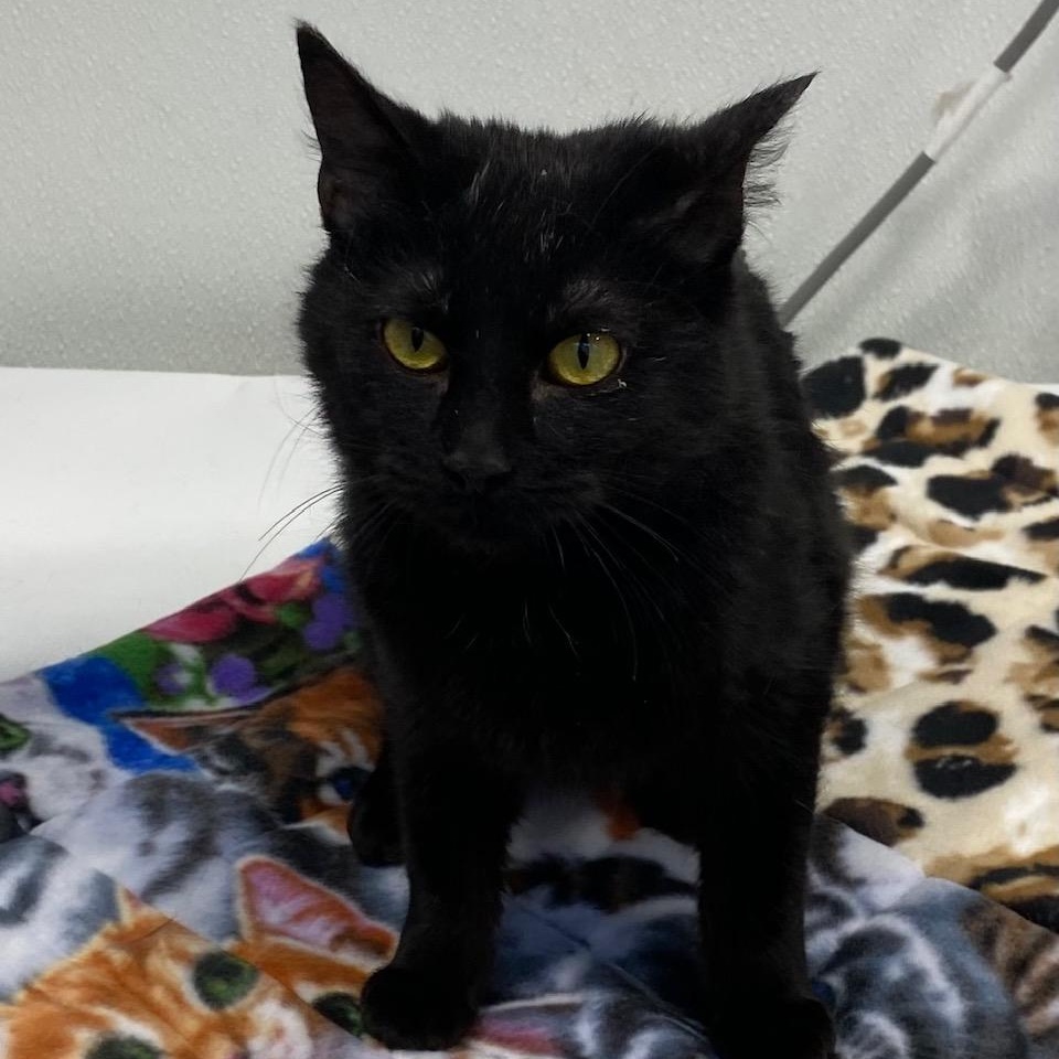 Ari, a ADOPTABLE mixed breed in Dickinson, ND image 2/2