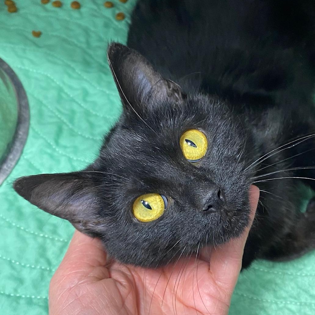 Ari, ADOPTABLE, Young Female Domestic Short Hair.