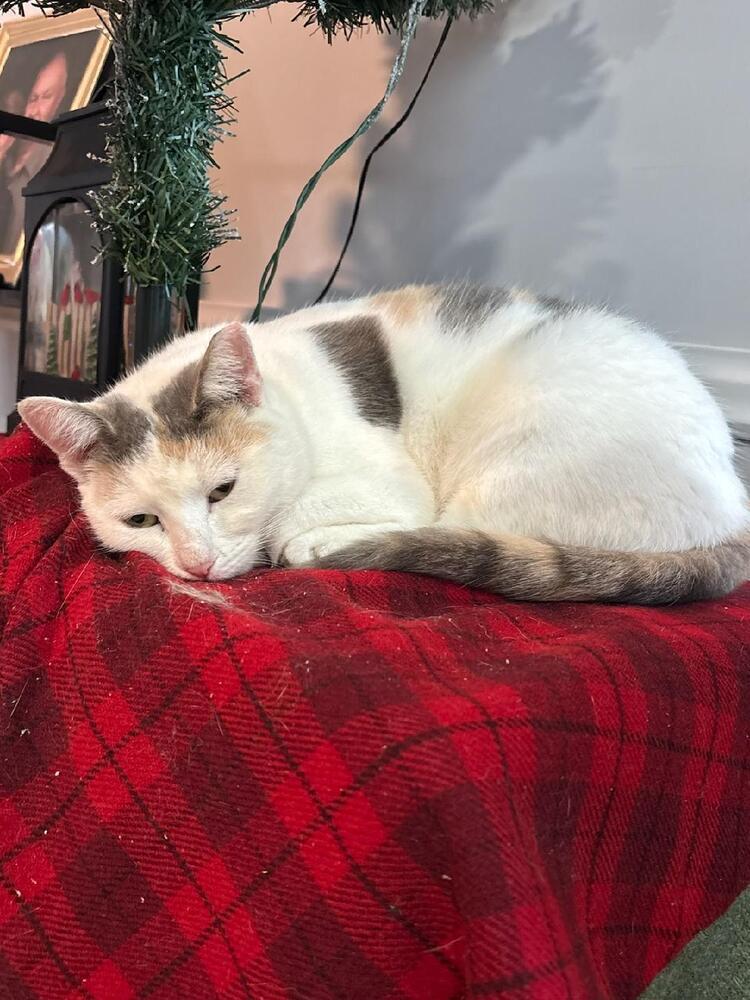 Missy, Adoptable, Adult Female Domestic Short Hair.