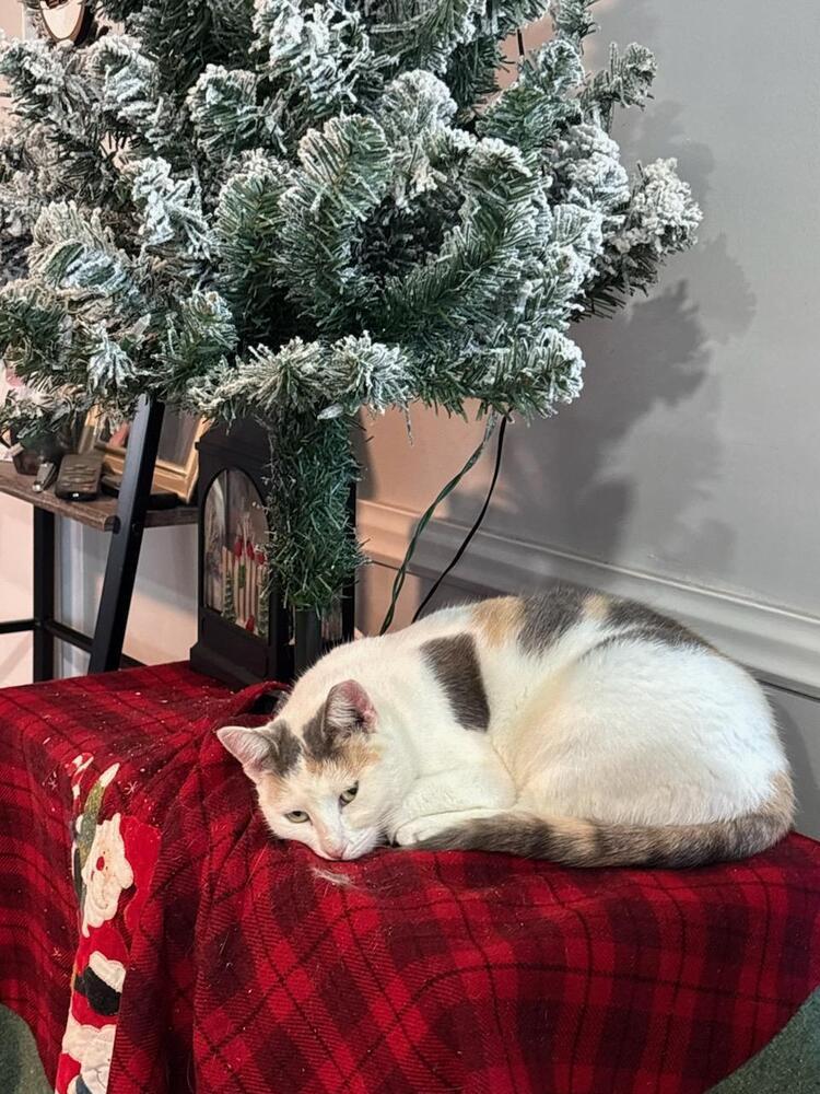 Enlarge Missy, a Adoptable mixed breed in Mooresville, NC image 2/2