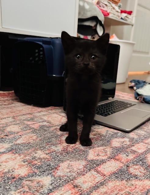 Enlarge Stevie Nicks, a Adopted Domestic Short Hair in Seymour, TN image 1/3