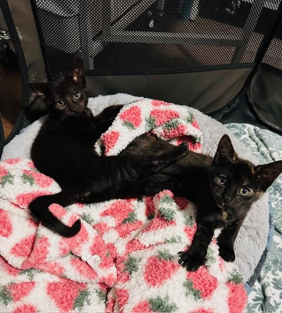 Enlarge Stevie Nicks, a Adopted Domestic Short Hair in Seymour, TN image 2/3