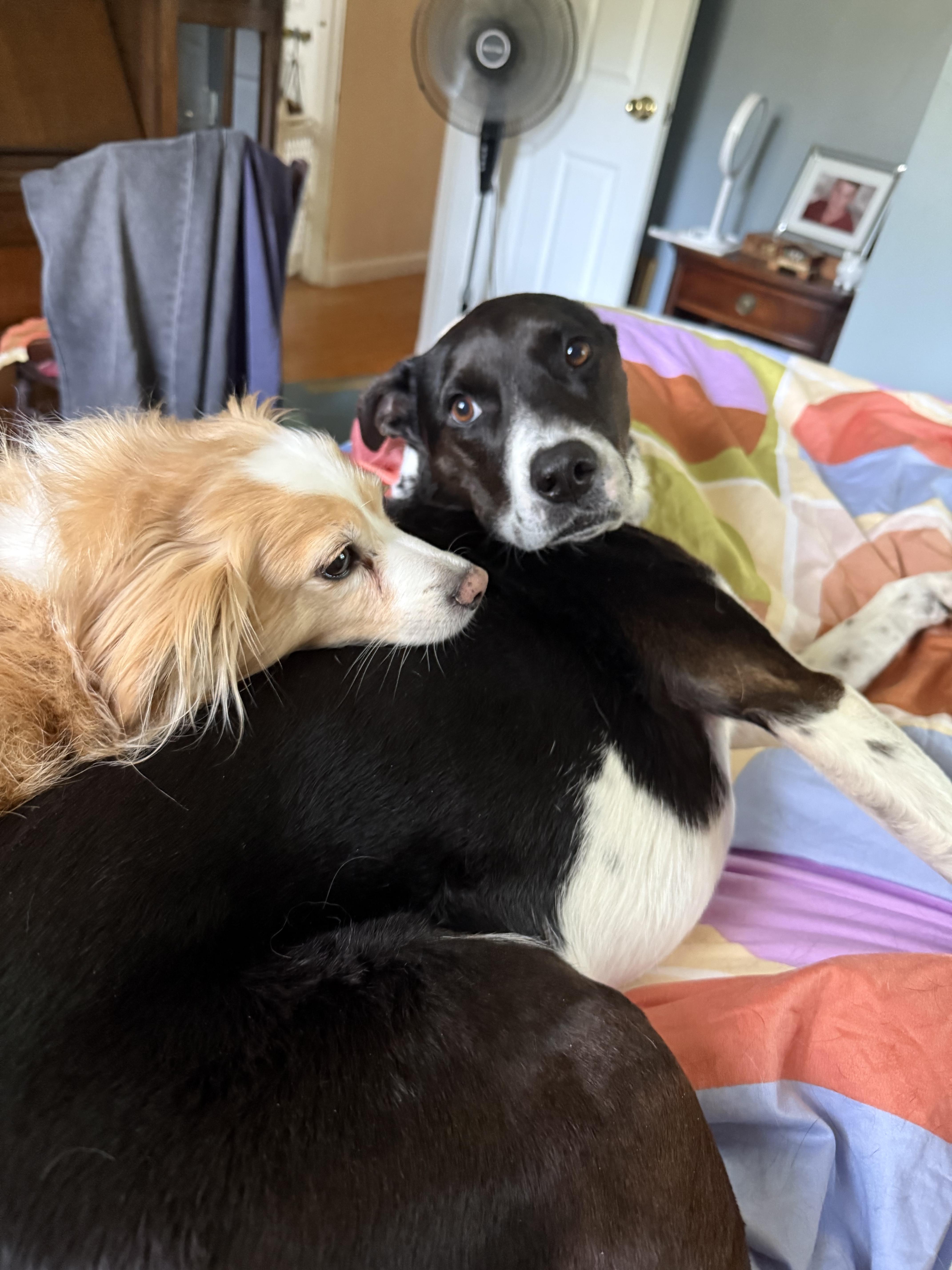 Bree  Maxi  thumbnail 2