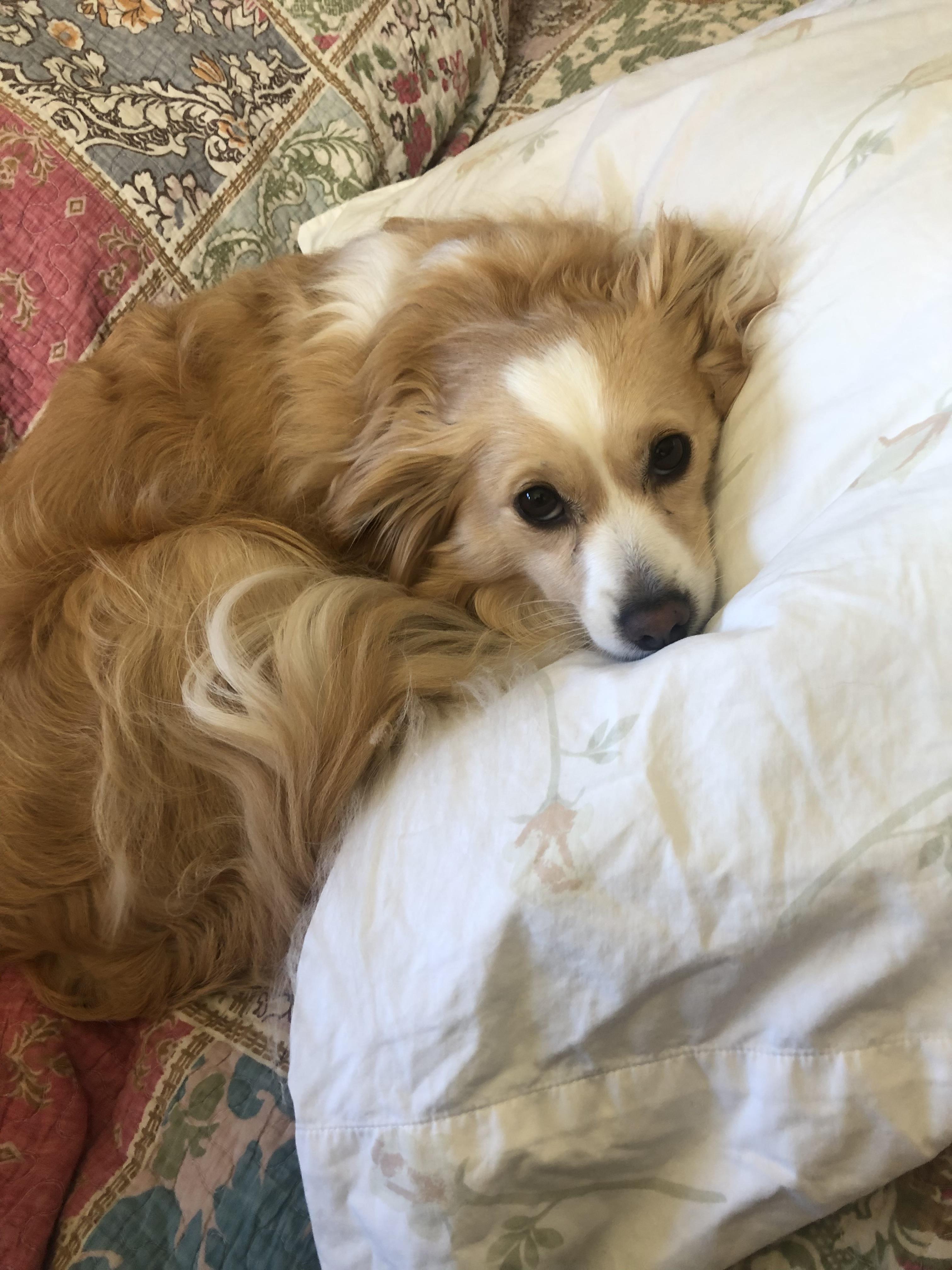 Bree  Maxi  thumbnail 4