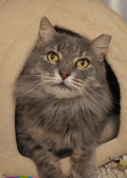 Enlarge Chirpy 59832, a Adoptable mixed breed in Aiken, SC image 1/1