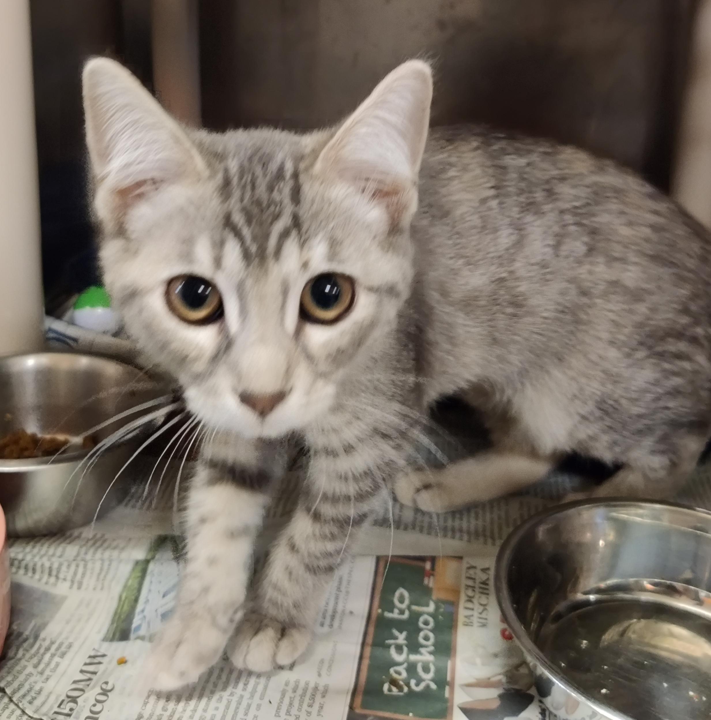 Louise, adoptable, Kitten Female Domestic Short Hair.