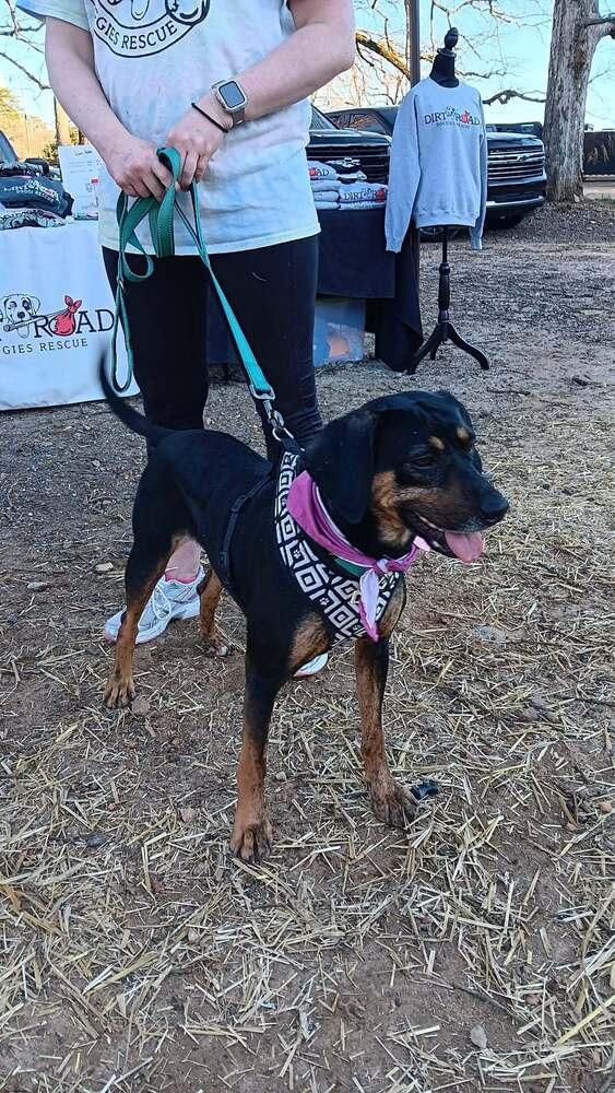 Callie, Adoptable, Young Female Hound & Labrador Retriever.