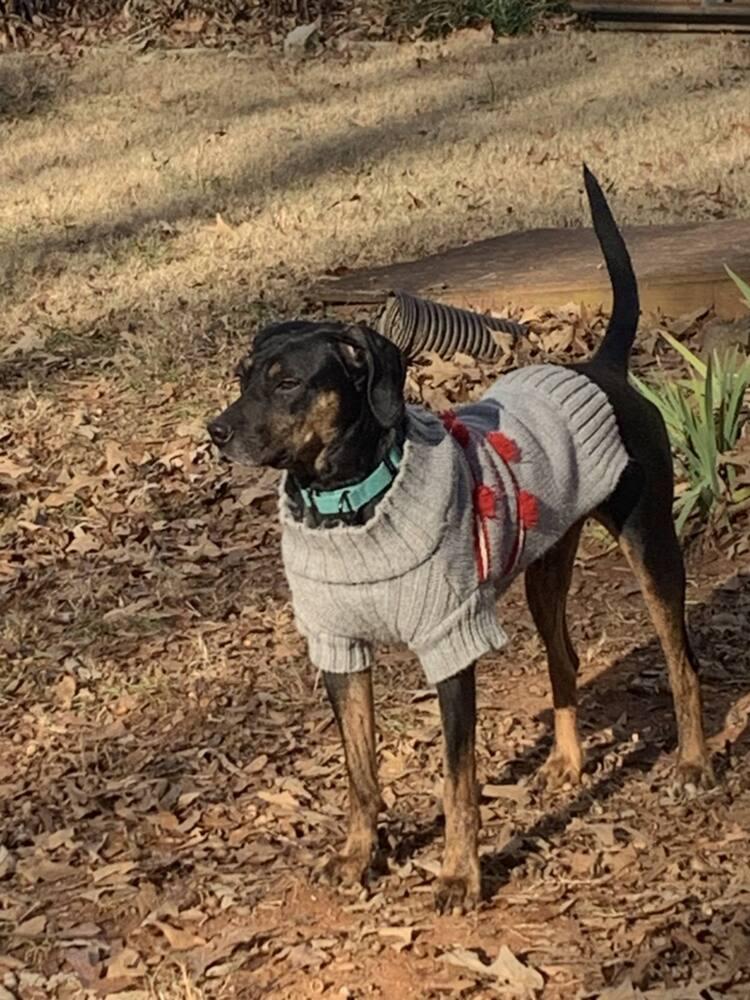 Enlarge Callie, a Adoptable mixed breed in Gillsville, GA image 1/6