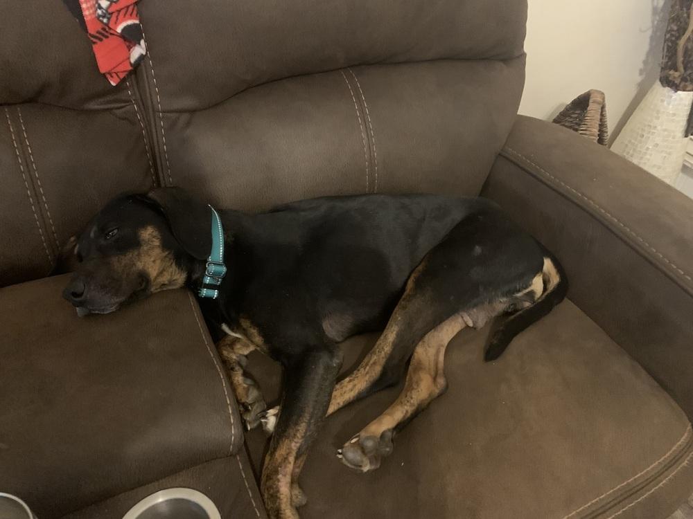 Enlarge Callie, a Adoptable mixed breed in Gillsville, GA image 2/6