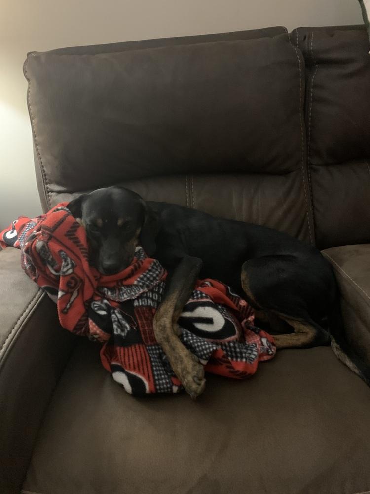 Enlarge Callie, a Adoptable mixed breed in Gillsville, GA image 3/6