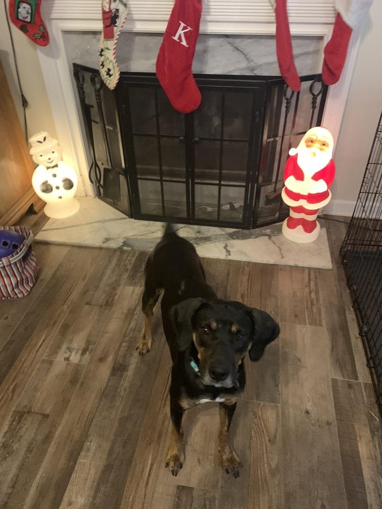 Enlarge Callie, a Adoptable mixed breed in Gillsville, GA image 4/6