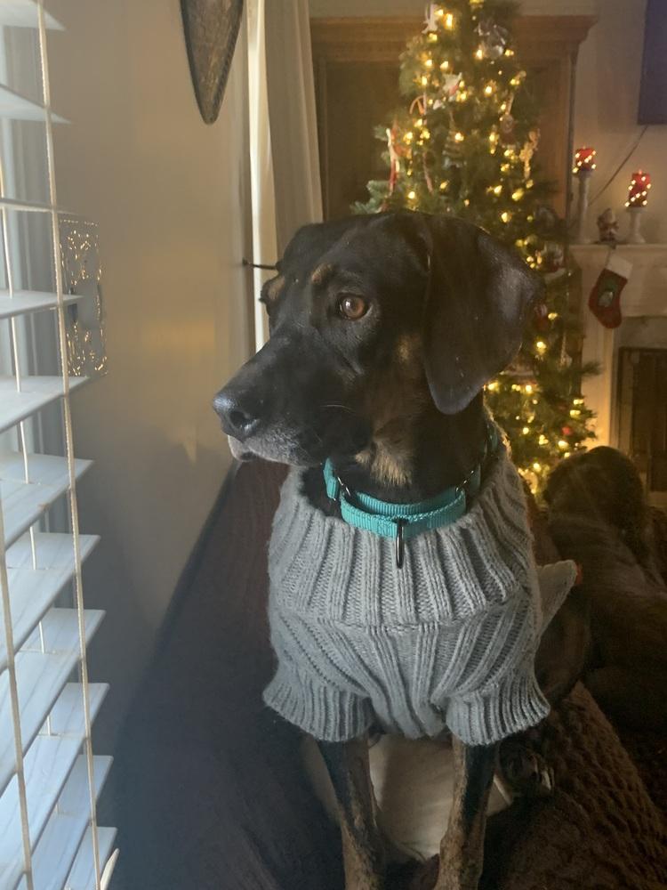 Enlarge Callie, a Adoptable mixed breed in Gillsville, GA image 5/6